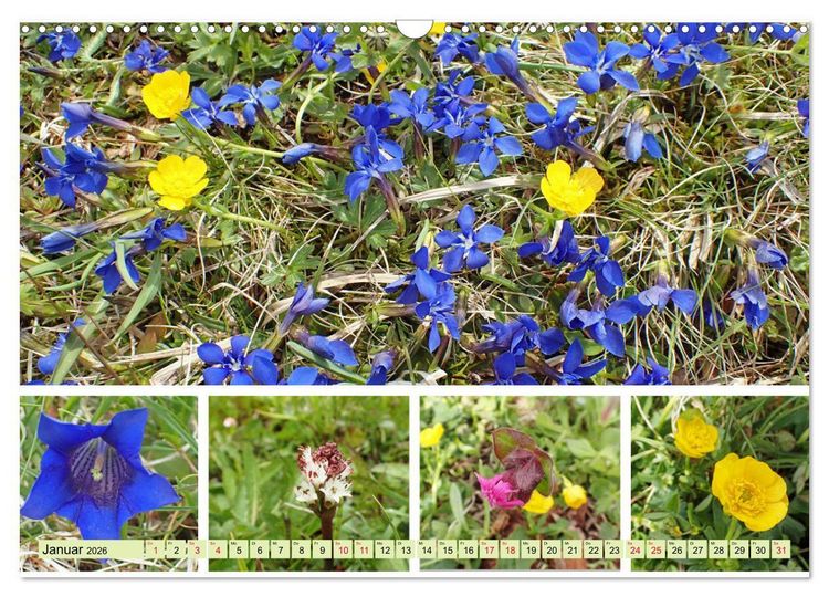 Produktbild: Bl&uuml;tenmeer am Wegesrand (Wandkalender 2026 DIN A3 quer), CALVENDO Monatskalender
