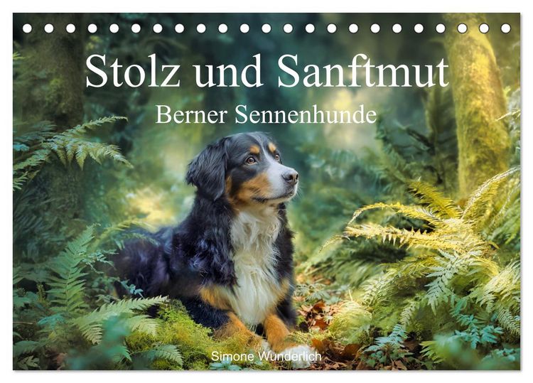 Produktbild: Stolz und Sanftmut - Berner Sennenhunde (Tischkalender 2027 DIN A5 quer), CALVENDO Monatskalender