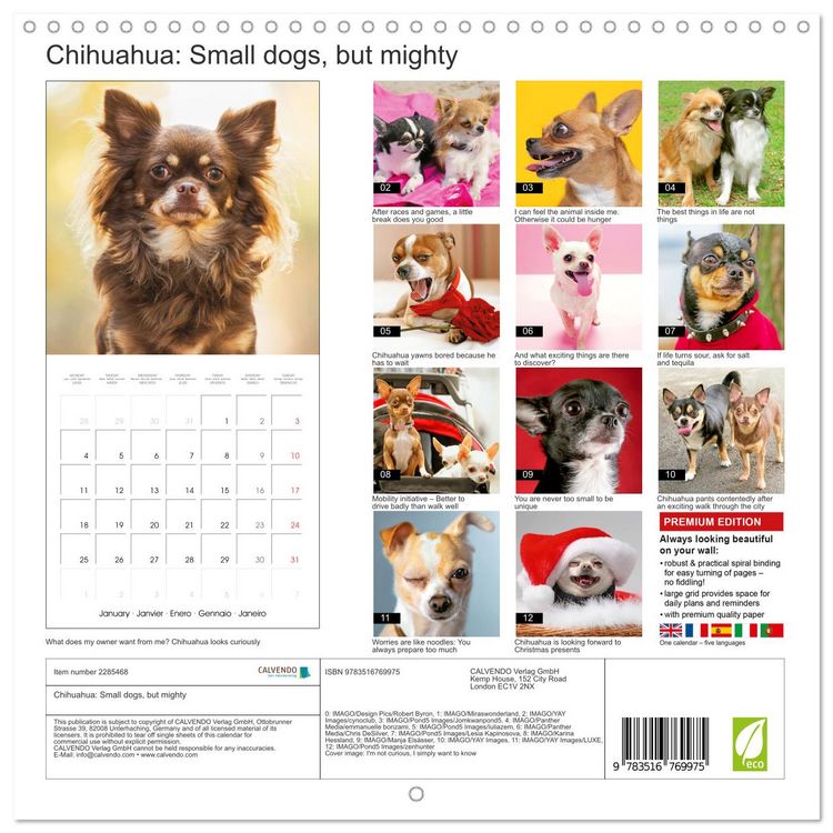 Produktbild: Chihuahua: Small dogs, but mighty (Wall Calendar 2027 12 &times; 12 Inch) CALVENDO 12 Month Wall Calendar
