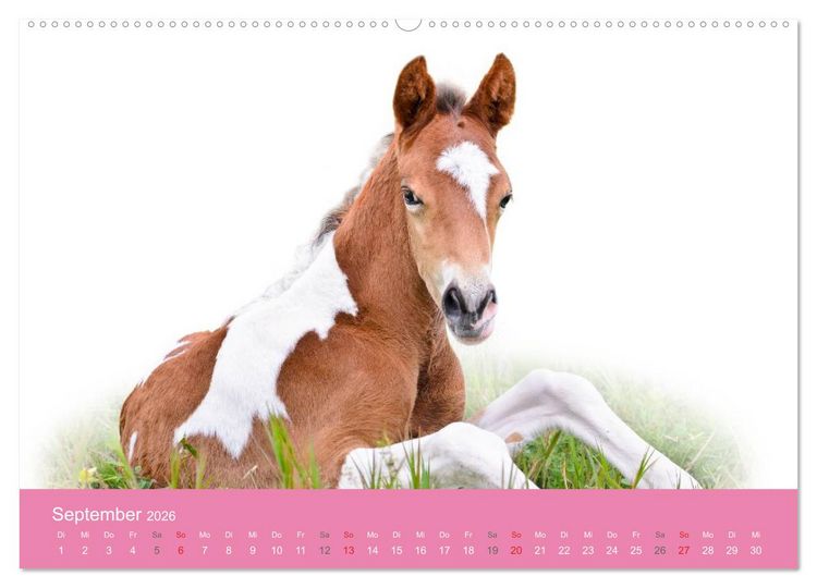 Produktbild: S&uuml;&szlig;e Tier-Babys! (hochwertiger Premium Wandkalender 2026 DIN A2 quer), Kunstdruck in Hochglanz