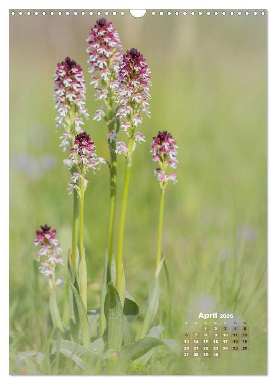 Produktbild: Orchideen in freier Wildbahn (Wandkalender 2026 DIN A3 hoch), CALVENDO Monatskalender