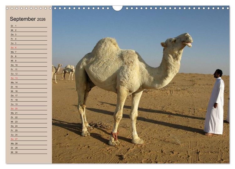 Produktbild: Kamele. Dromedar und Trampeltier (Wandkalender 2026 DIN A3 quer), CALVENDO Monatskalender