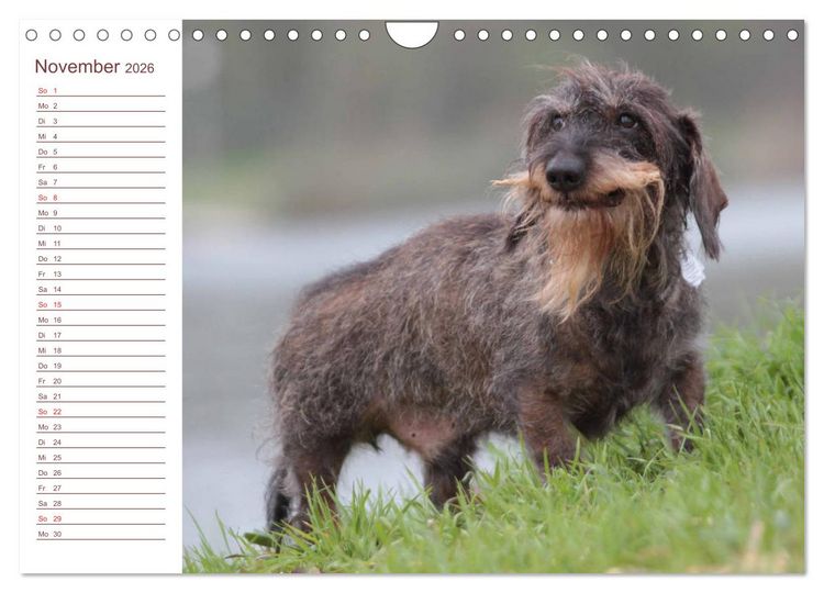 Produktbild: Familienplaner - Liebenswerte Rabauken - Rauhaardackel (Wandkalender 2026 DIN A4 quer), CALVENDO Monatskalender