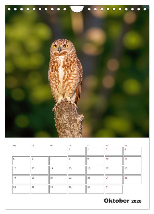 Produktbild: Eulen und K&auml;uze - Diese Wesen der Nacht (Wandkalender 2026 DIN A4 hoch), CALVENDO Monatskalender