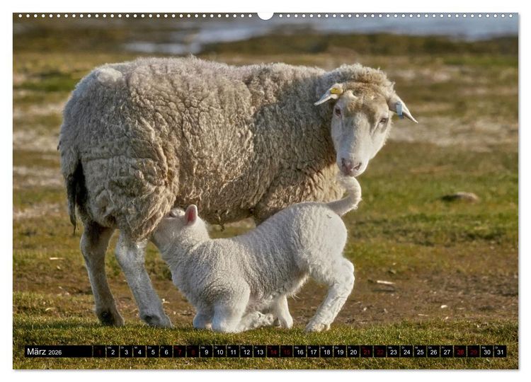 Produktbild: Schafe auf Sylt (hochwertiger Premium Wandkalender 2026 DIN A2 quer), Kunstdruck in Hochglanz