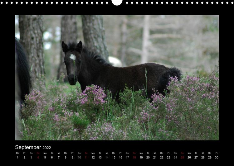 Produktbild: Garranos (Wandkalender 2022 DIN A3 quer)