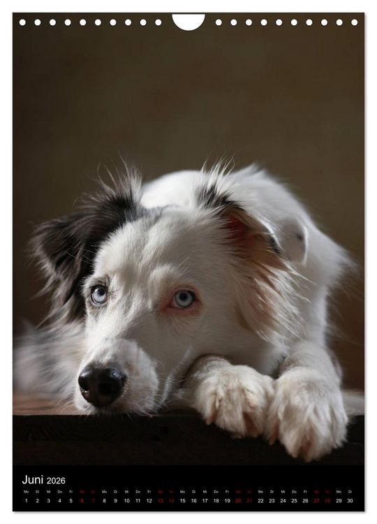 Produktbild: Geliebte Aussies - Australian Shepherds im Portrait (Wandkalender 2026 DIN A4 hoch), CALVENDO Monatskalender