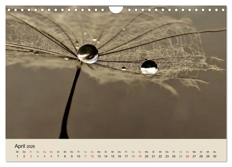 Produktbild: Naturjuwel Pusteblume (Wandkalender 2026 DIN A4 quer), CALVENDO Monatskalender