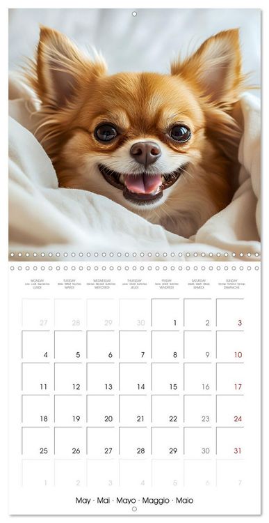 Produktbild: Cute Chihuahua (Wall Calendar 2026 12 &times; 12 Inch) CALVENDO 12 Month Wall Calendar