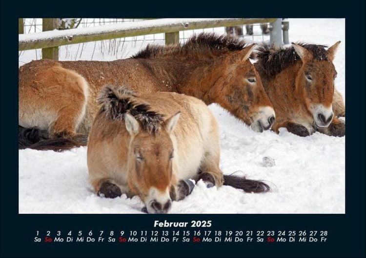 Produktbild: Die Welt der Pferde 2025 Fotokalender DIN A4