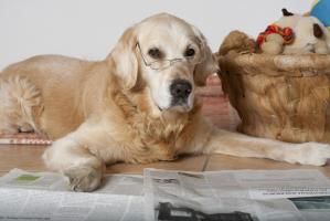 Produktbild: Hunde Senior - na und?