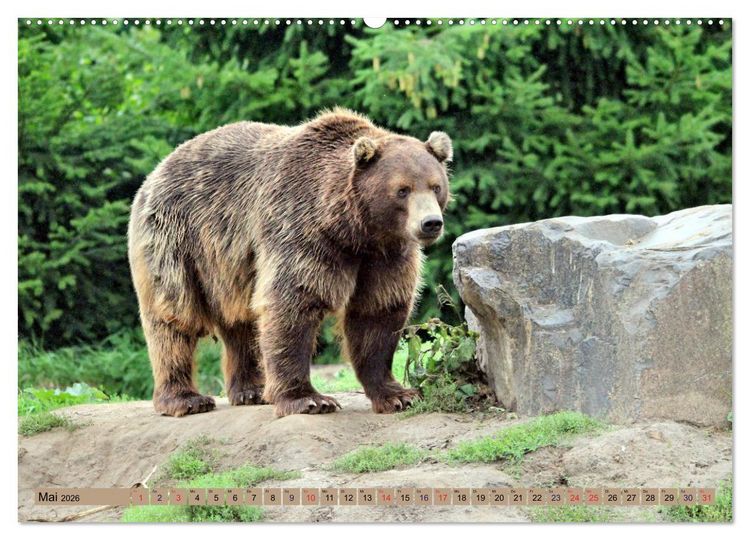 Produktbild: B&auml;ren - Der Eisb&auml;r und der Kamtschatka-Braunb&auml;r (Wandkalender 2026 DIN A2 quer), CALVENDO Monatskalender