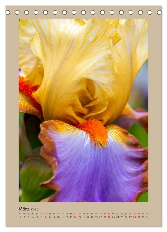 Produktbild: Zauberhafte Iris (Tischkalender 2026 DIN A5 hoch), CALVENDO Monatskalender