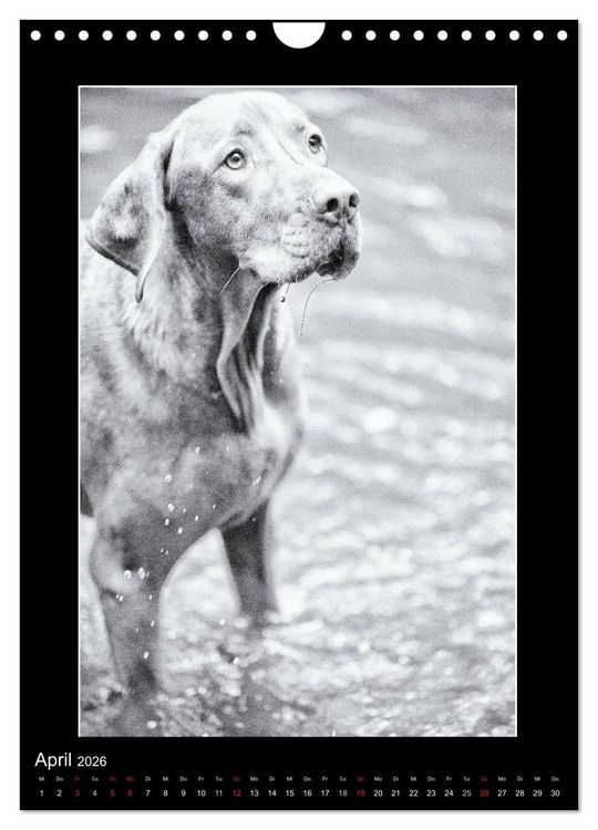 Produktbild: Vizsla-Liebe (Wandkalender 2026 DIN A4 hoch), CALVENDO Monatskalender