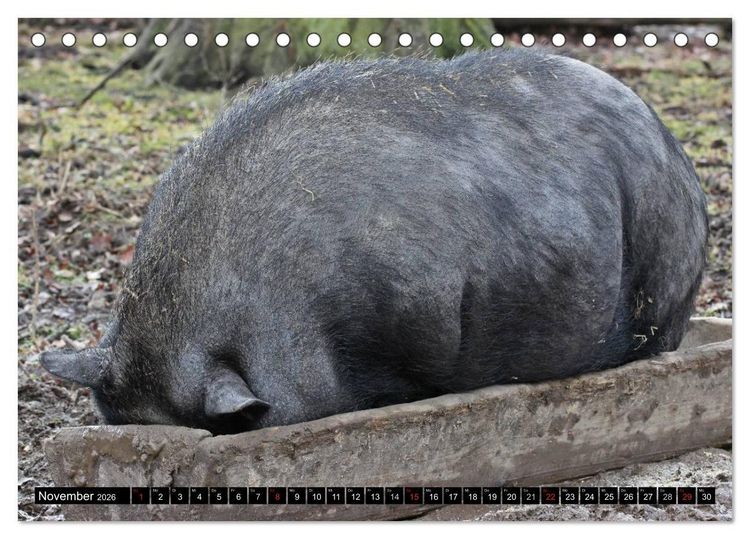 Produktbild: Der Schweinekalender (Tischkalender 2026 DIN A5 quer), CALVENDO Monatskalender