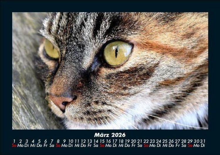 Produktbild: F&uuml;r Katzenfreunde 2026 Fotokalender DIN A5