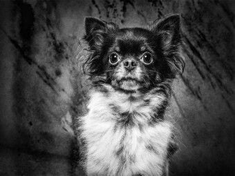 Produktbild: CALVENDO Puzzle Chihuahua | 1000 Teile Lege-Gr&ouml;&szlig;e 64x48cm Foto-Puzzle f&uuml;r gl&uuml;ckliche Stunden