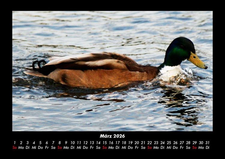 Produktbild: Enten 2026 Fotokalender DIN A3