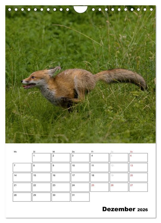 Produktbild: Rotfuchs - Impressionen (Wandkalender 2026 DIN A4 hoch), CALVENDO Monatskalender