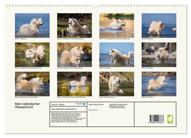Produktbild: Mein isl&auml;ndischer Wasserhund (hochwertiger Premium Wandkalender 2026 DIN A2 quer), Kunstdruck in Hochglanz