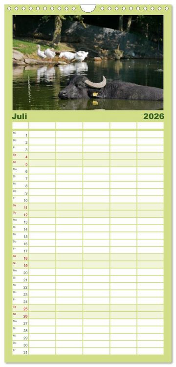 Produktbild: Familienplaner 2026 - Weiderinder im Frankenwald mit 5 Spalten (Wandkalender, 21 x 45 cm) CALVENDO