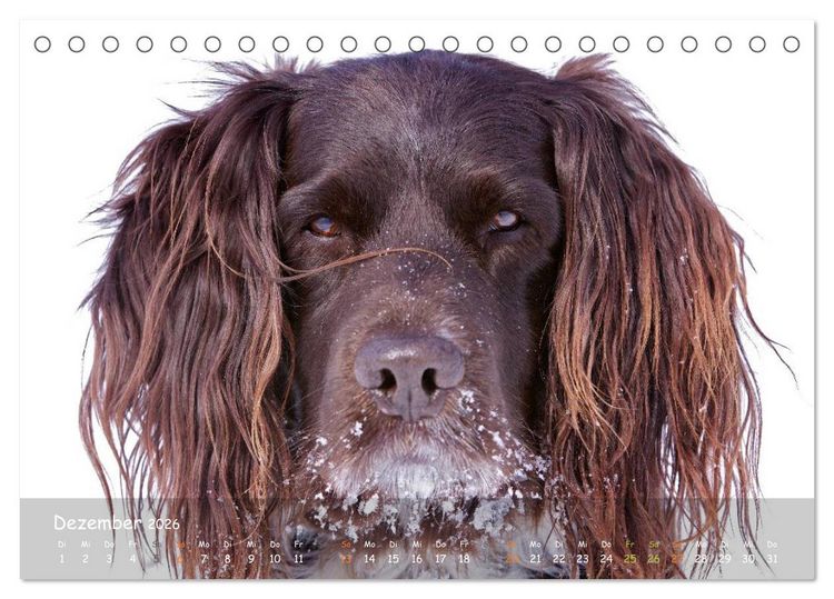 Produktbild: Jagdhunde - Treue Waidgesellen (Tischkalender 2026 DIN A5 quer), CALVENDO Monatskalender