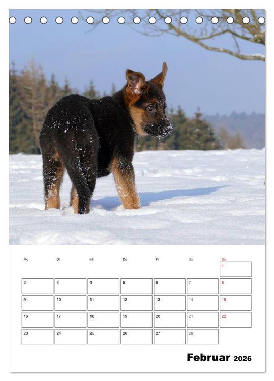 Produktbild: Deutsche Sch&auml;ferhundwelpen zum Verlieben (Tischkalender 2026 DIN A5 hoch), CALVENDO Monatskalender
