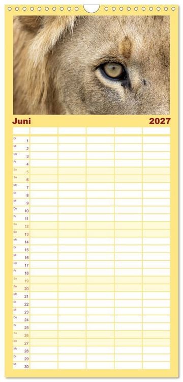 Produktbild: Familienplaner 2027 - L&ouml;wen in Botswana und S&uuml;dafrika mit 5 Spalten (Wandkalender, 21 x 45 cm) CALVENDO