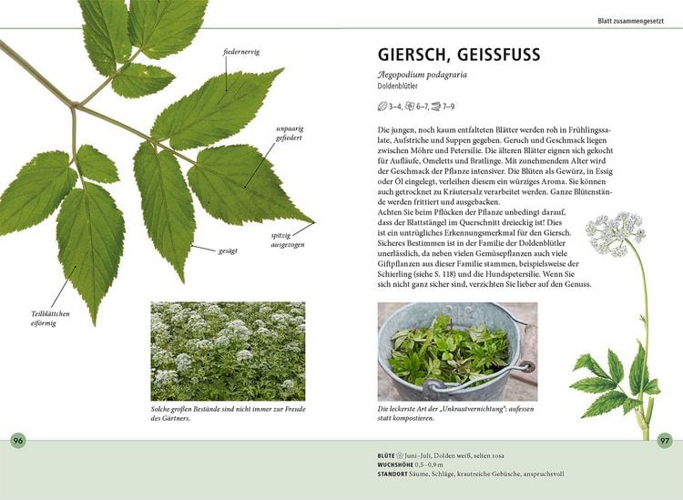 Produktbild: Wildkr&auml;uter am Blatt erkennen