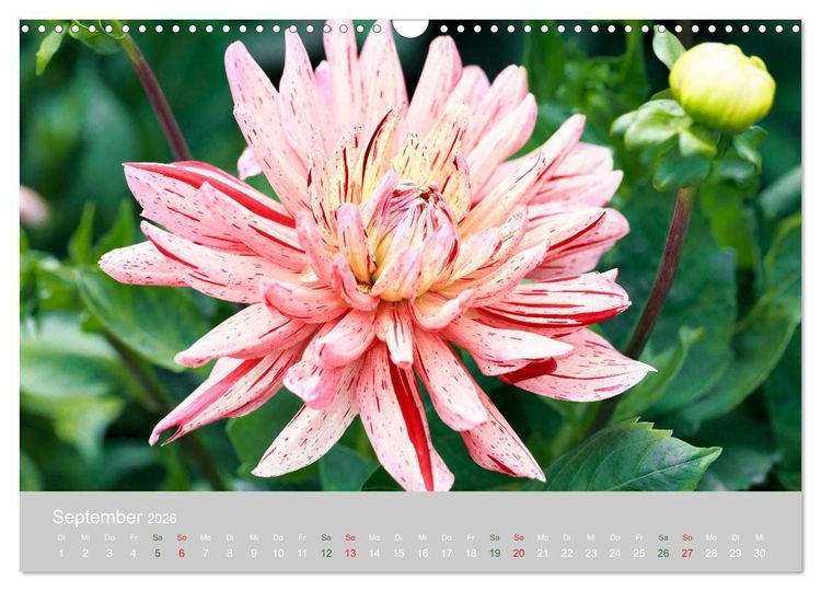 Produktbild: Dahlien - Prachtvolle Bl&uuml;ten des Sp&auml;tsommers (Wandkalender 2026 DIN A3 quer), CALVENDO Monatskalender