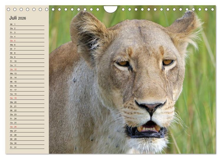 Produktbild: L&ouml;wen. Majest&auml;tische Kraft (Wandkalender 2026 DIN A4 quer), CALVENDO Monatskalender