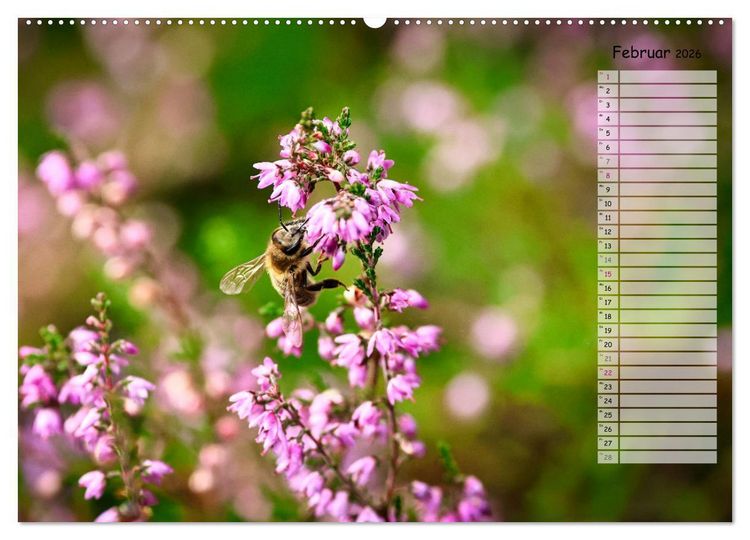 Produktbild: Heidespaziergang (Wandkalender 2026 DIN A2 quer), CALVENDO Monatskalender