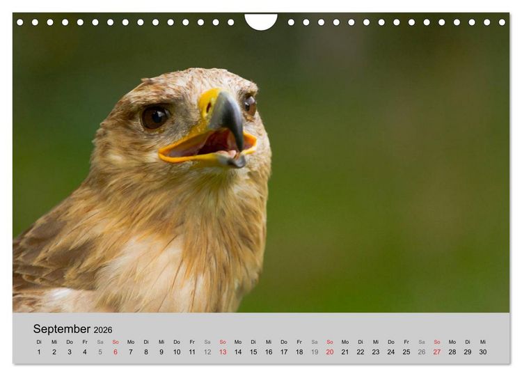 Produktbild: Scharfblick (Wandkalender 2026 DIN A4 quer), CALVENDO Monatskalender
