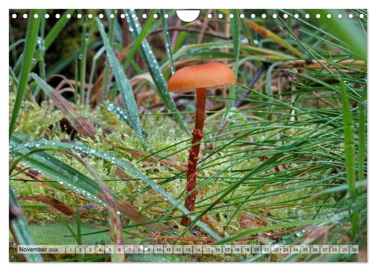 Produktbild: Waldpilz-Impressionen (Wandkalender 2026 DIN A4 quer), CALVENDO Monatskalender