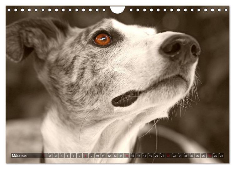 Produktbild: Galgo eye-catcher (Wandkalender 2026 DIN A4 quer), CALVENDO Monatskalender