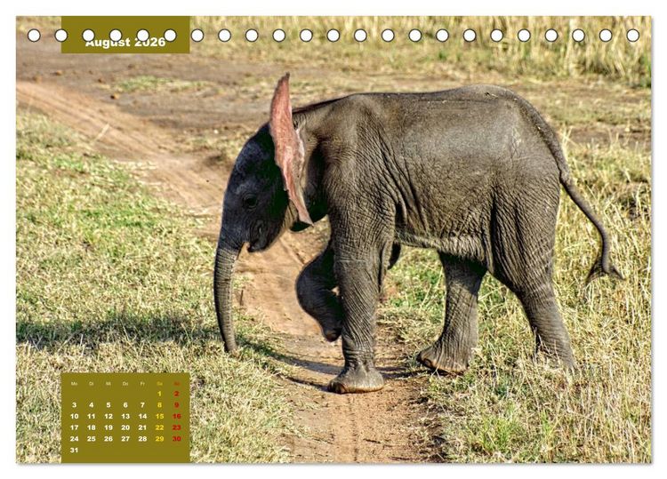 Produktbild: E wie Elefanten - verspielt und schn&uuml;ssig (Tischkalender 2026 DIN A5 quer), CALVENDO Monatskalender