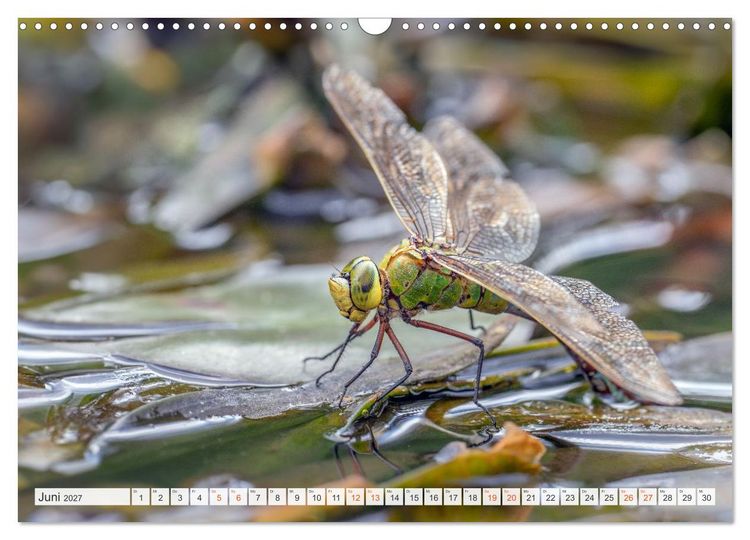 Produktbild: Libellenzauber (Wandkalender 2027 DIN A3 quer), CALVENDO Monatskalender