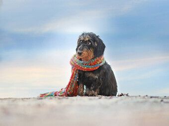 Produktbild: CALVENDO Puzzle Ein Motiv aus dem Kalender Der Dackel | 1000 Teile Lege-Gr&ouml;&szlig;e 64x48cm Foto-Puzzle f&uuml;r gl&uuml;ckliche Stunden