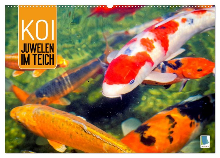 Produktbild: Koi: Juwelen im Teich (Wandkalender 2026 DIN A2 quer), CALVENDO Monatskalender