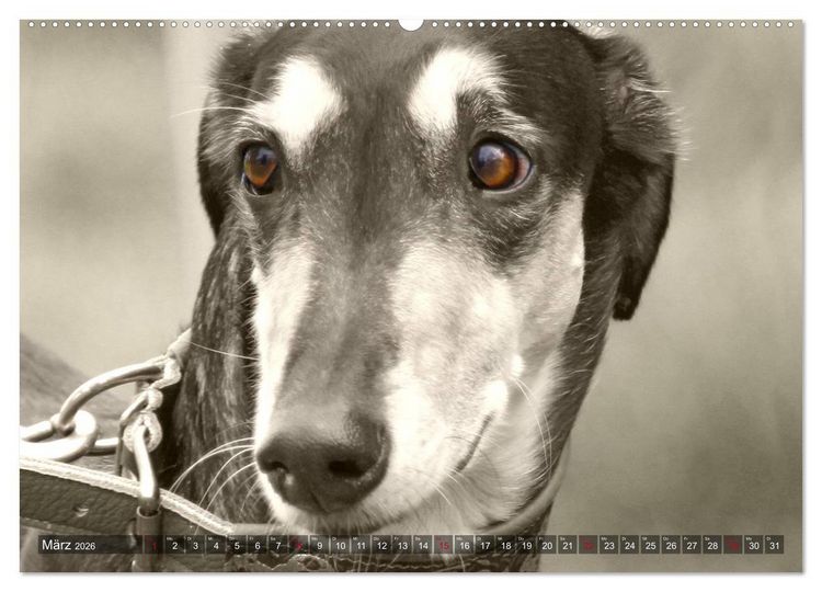 Produktbild: Windhunde eye-catcher (Wandkalender 2026 DIN A2 quer), CALVENDO Monatskalender