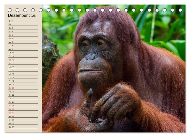Produktbild: Regenwald. Tiere im Dschungel (Tischkalender 2026 DIN A5 quer), CALVENDO Monatskalender