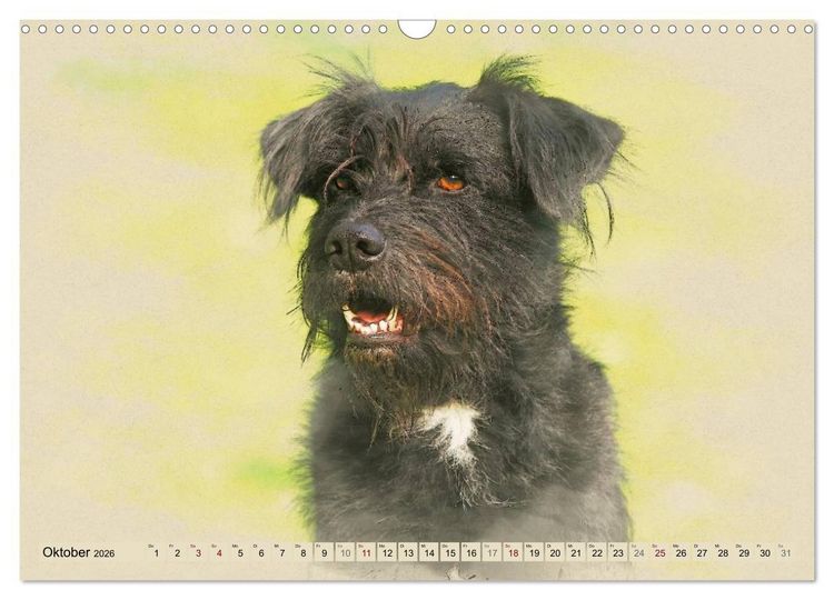 Produktbild: Altdeutsche H&uuml;tehunde 2026 (Wandkalender 2026 DIN A3 quer), CALVENDO Monatskalender