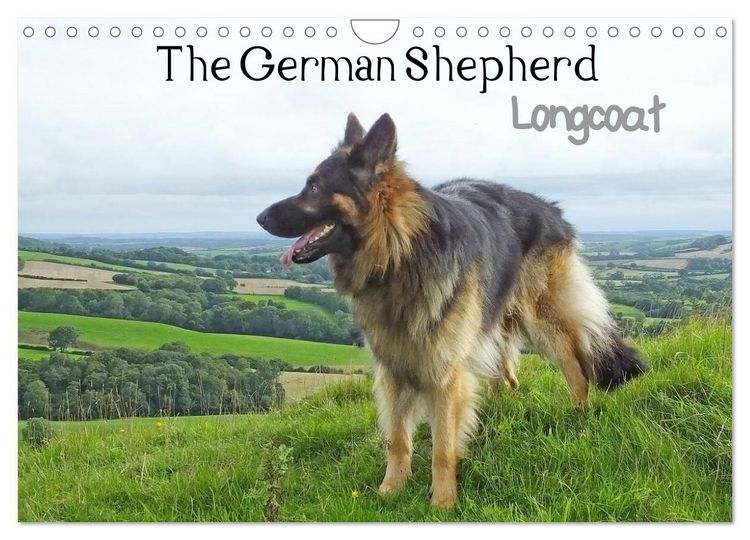 Produktbild: The German Shepherd Longcoat (Wall Calendar 2026 DIN A4 landscape), CALVENDO 12 Month Wall Calendar