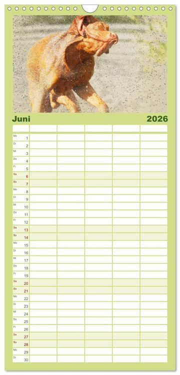 Produktbild: Familienplaner 2026 - Magyar Vizsla 2026 mit 5 Spalten (Wandkalender, 21 x 45 cm) CALVENDO