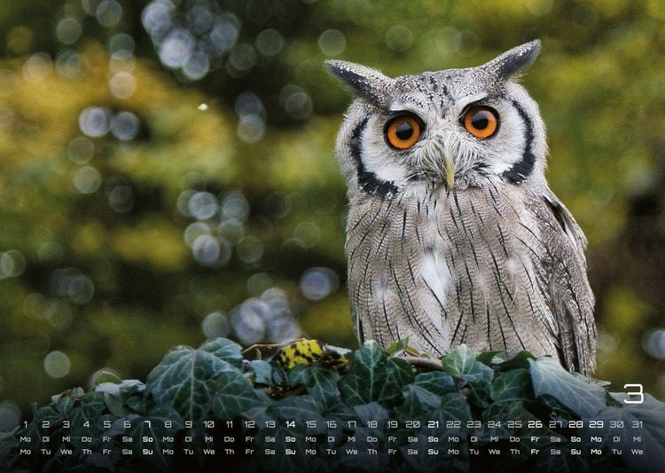 Produktbild: Eulen - W&auml;chter der Nacht - 2027 - Kalender DIN A3