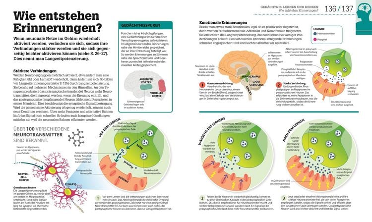 Produktbild: #dkinfografik. Das menschliche Gehirn und wie es funktioniert