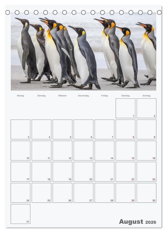 Produktbild: Alltag bei den Pinguinen auf Falkland (Tischkalender 2026 DIN A5 hoch), CALVENDO Monatskalender