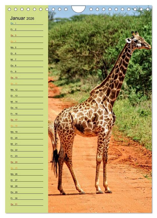 Produktbild: Giraffen. Voller Stolz und Grazie (Wandkalender 2026 DIN A4 hoch), CALVENDO Monatskalender