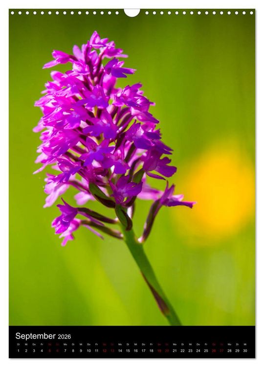 Produktbild: Im richtigen Licht: Wilde Orchideen in S&uuml;dbayern (Wandkalender 2026 DIN A3 hoch), CALVENDO Monatskalender