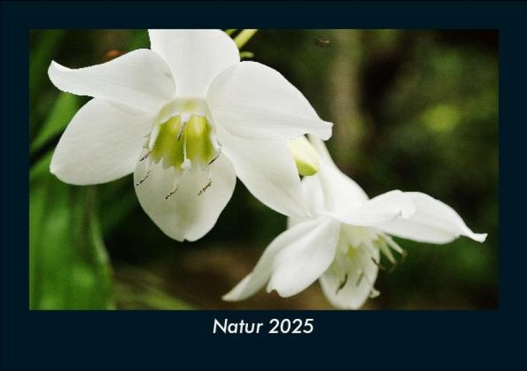 Produktbild: Natur 2025 Fotokalender DIN A5